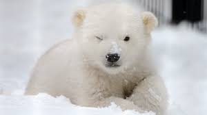 Cute Polar Bear! ♡ - polar bears चित्र (35634907) - फैन्पॉप - Page 6