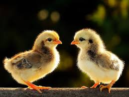 Cute Chicks - Birds & Animals Background Wallpapers on Desktop Nexus (Image  961905)